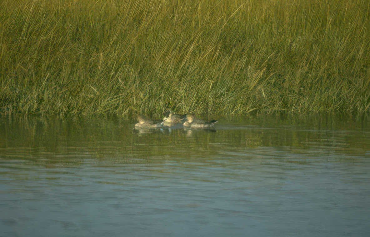 teal ducks bayou Vintage A4 Photo Print