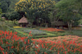 terrace garden salvia 1980s 1990s A4 Photo Print