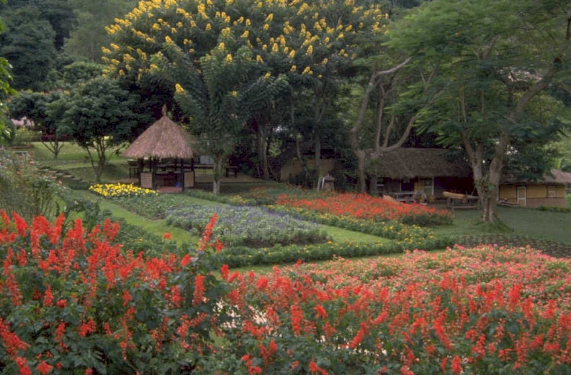terrace garden salvia 1980s 1990s A4 Photo Print