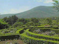 terrace garden teide1980s 1990s A4 Photo Print
