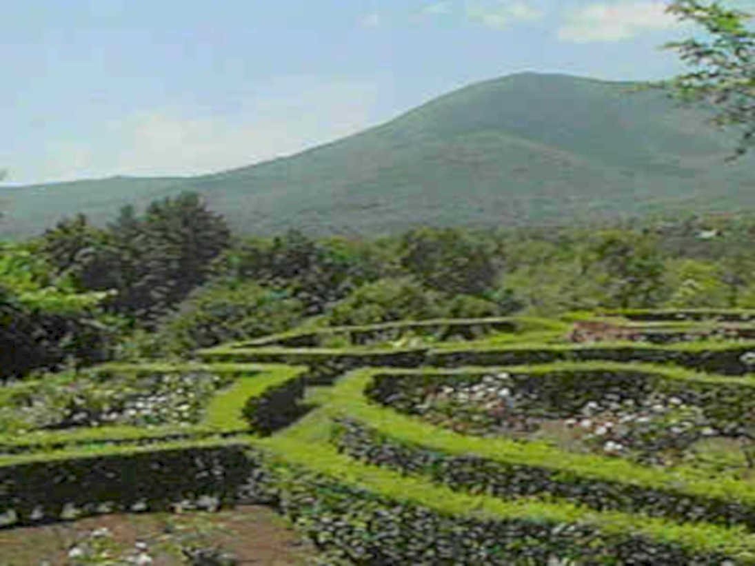 terrace garden teide1980s 1990s A4 Photo Print