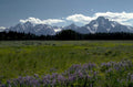 teton range wildflowers 1980s 1990s A4 Photo Print