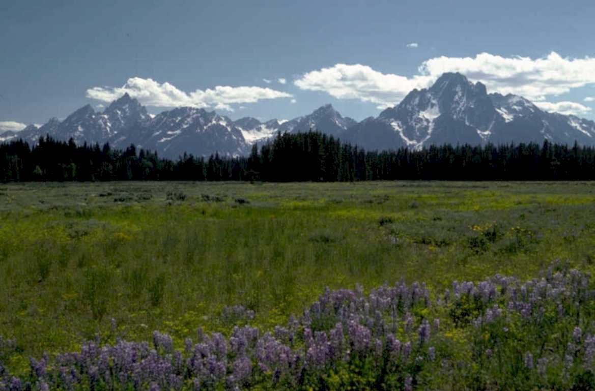 teton range wildflowers 1980s 1990s A4 Photo Print