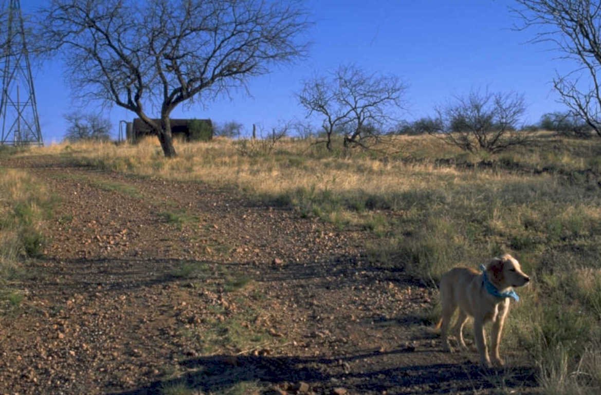 texas landscape labrador 1980s 1990s A4 Photo Print