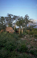 thatched rural jungle 1980s 1990s A4 Photo Print