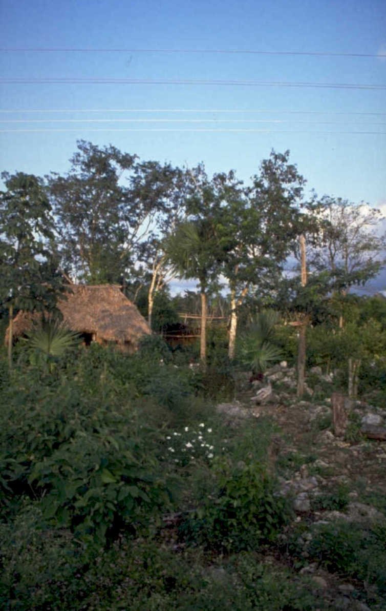 thatched rural jungle 1980s 1990s A4 Photo Print