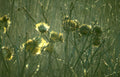 thistle autumn field Vintage A4 Photo Print