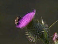 thistle bee flower1980s 1990s A4 Photo Print