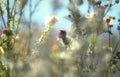 thistle bee meadow 1 Vintage A4 Photo Print