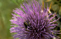 thistle bee meadow 2 Vintage A4 Photo Print