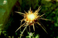 thistle bloom flower1980s 1990s A4 Photo Print