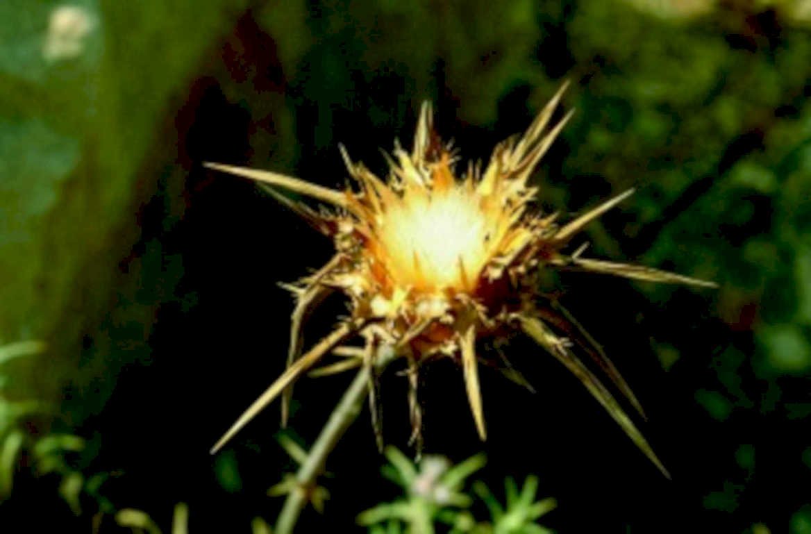 thistle bloom flower1980s 1990s A4 Photo Print