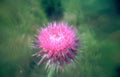 thistle bloom pink Vintage A4 Photo Print