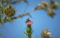 thistle bumblebee purple Vintage A4 Photo Print