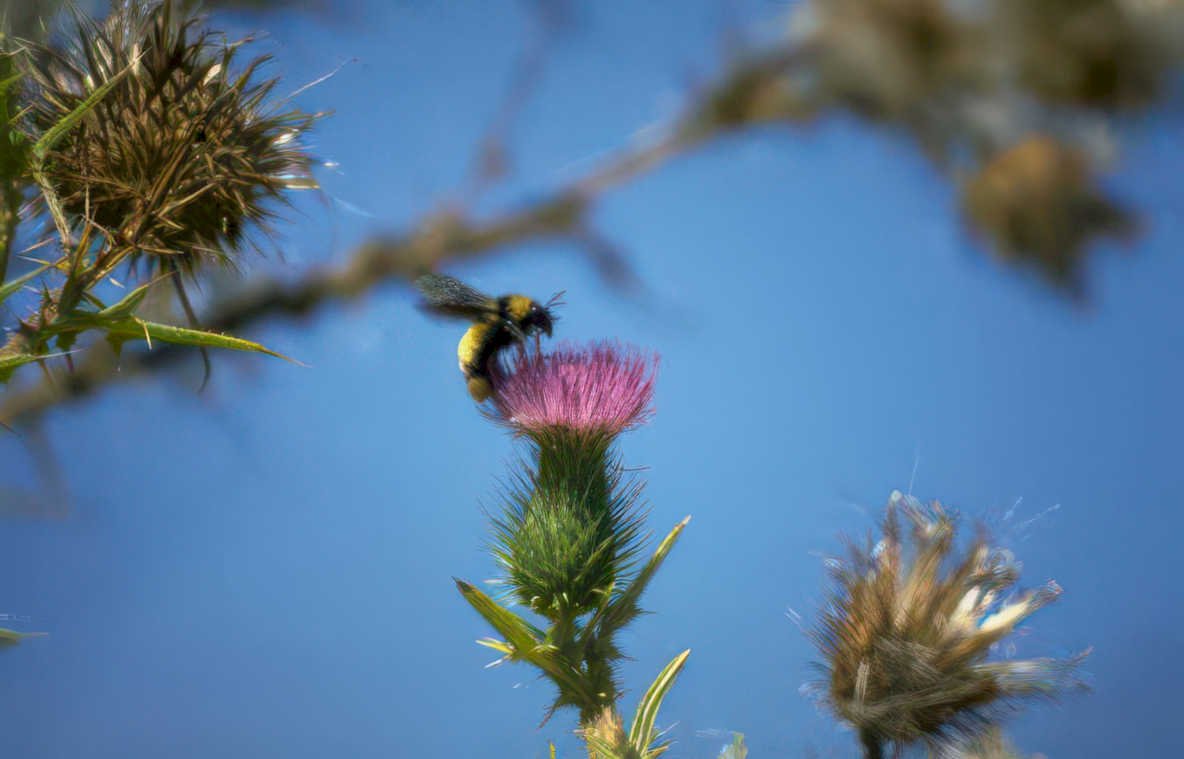 thistle bumblebee summer GIGA 2