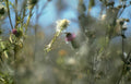 thistle bumblebee summer Vintage A4 Photo Print