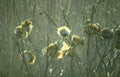 thistle field autumn Vintage A4 Photo Print