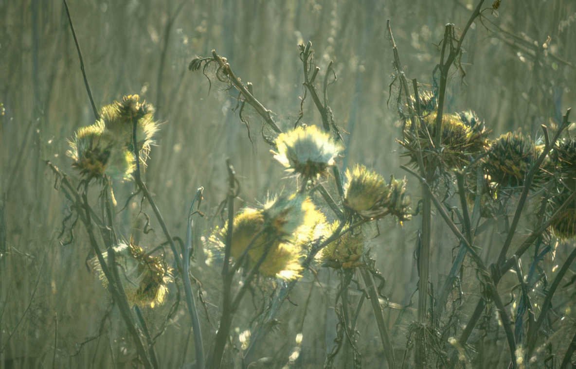thistle field autumn Vintage A4 Photo Print