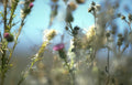 thistle field scotland Vintage A4 Photo Print