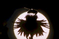 thistle moon silhouette1980s 1990s A4 Photo Print