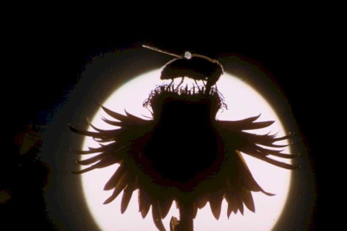 thistle moon silhouette1980s 1990s A4 Photo Print