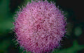 thistle pink macro Vintage A4 Photo Print