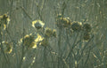 thistle seedheads field Vintage A4 Photo Print