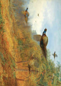 thorburn archibald pheasants break A4 Photo Print