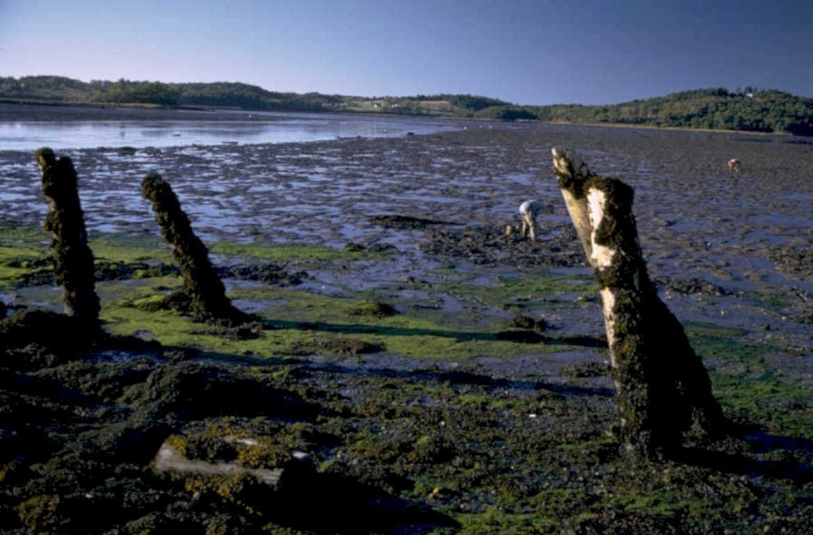 tidal mudflat coastline 1980s 1990s A4 Photo Print