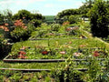 tiered rose garden1980s 1990s A4 Photo Print