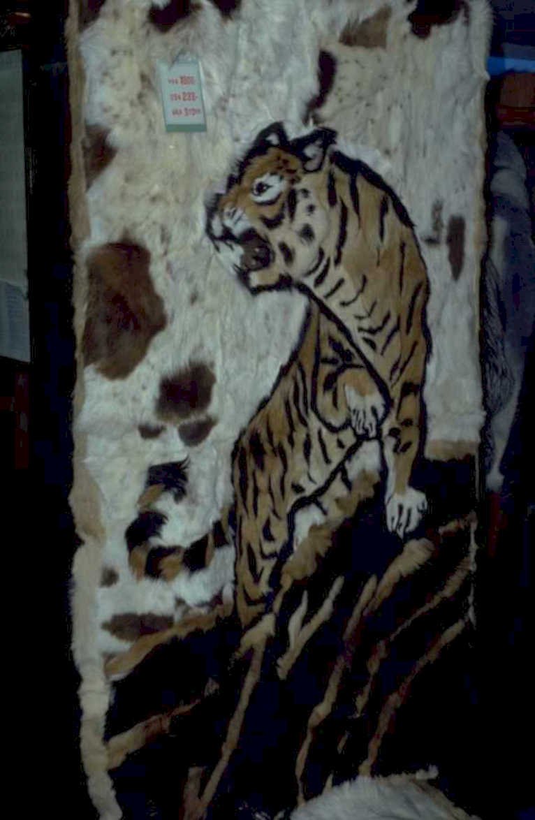 tiger bear rug 1980s 1990s A4 Photo Print