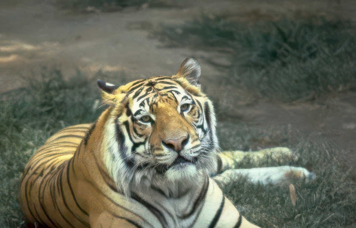 tiger bengal lay Vintage A4 Photo Print