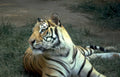 tiger bengal portrait Vintage A4 Photo Print