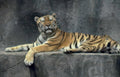 tiger bengal rock Vintage A4 Photo Print
