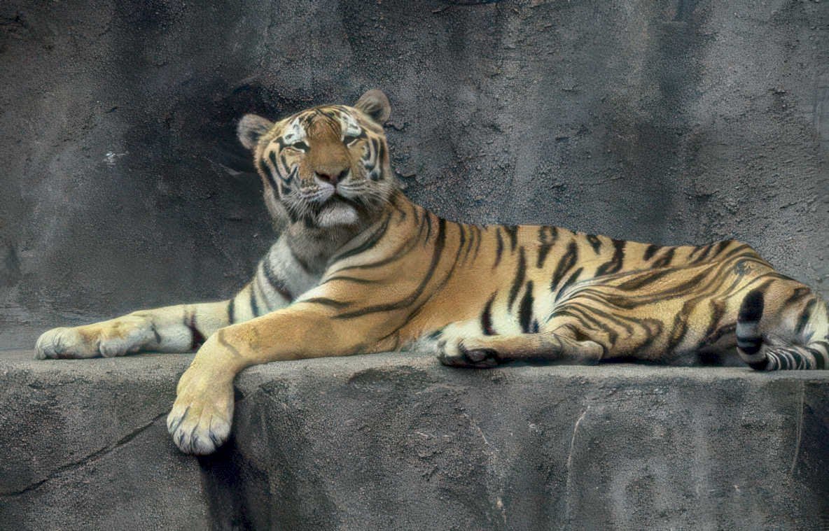 tiger bengal rock Vintage A4 Photo Print