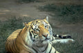 tiger bengal stripes Vintage A4 Photo Print