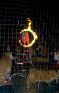 tiger cage fire 1980s 1990s A4 Photo Print
