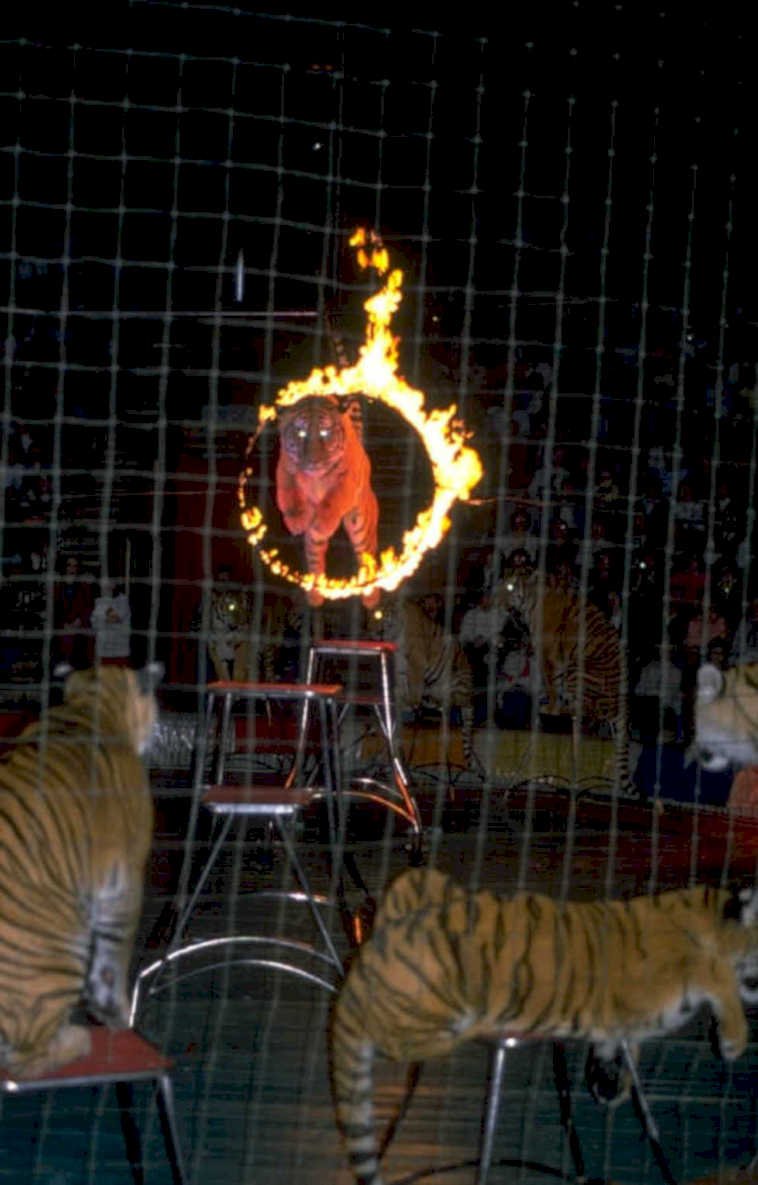tiger cage fire 1980s 1990s A4 Photo Print