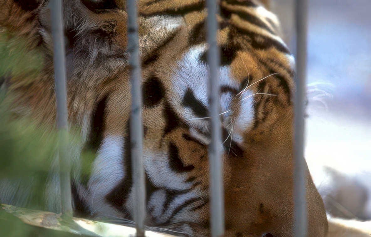tiger cage zoo Vintage A4 Photo Print