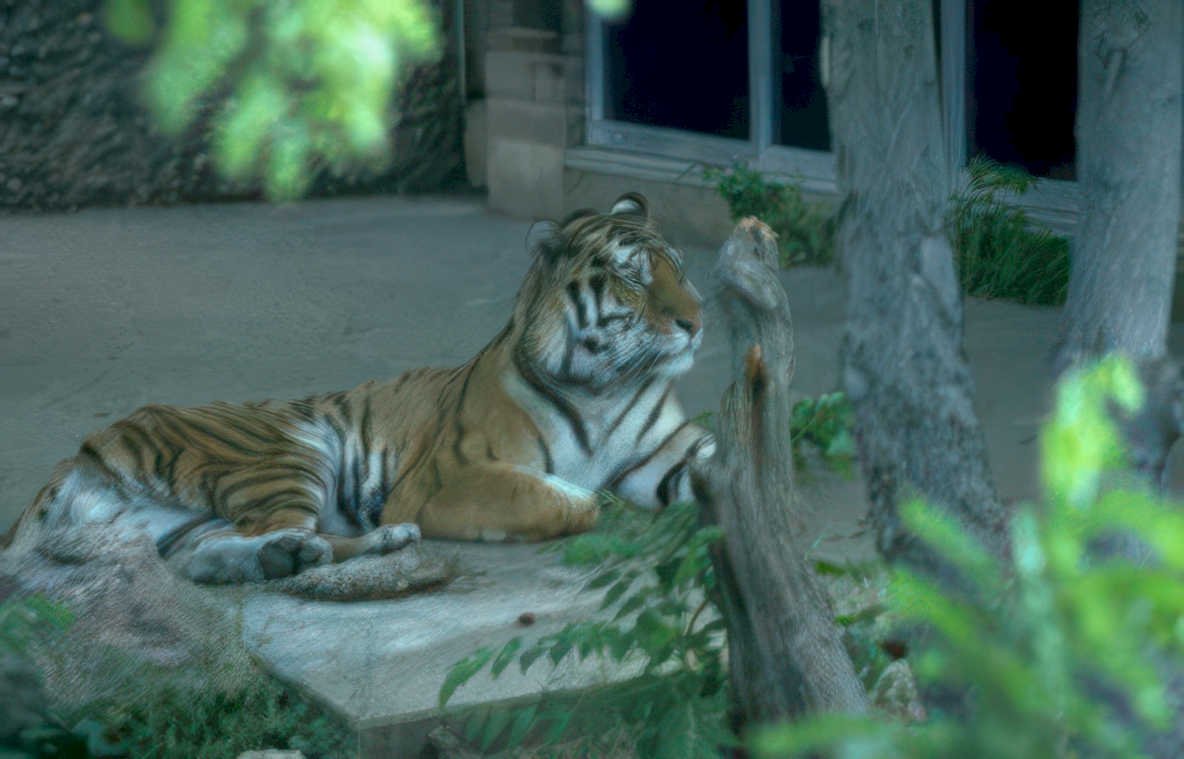 tiger concrete zoo Vintage A4 Photo Print