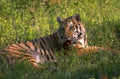 tiger cub grassland 1980s 1990s A4 Photo Print
