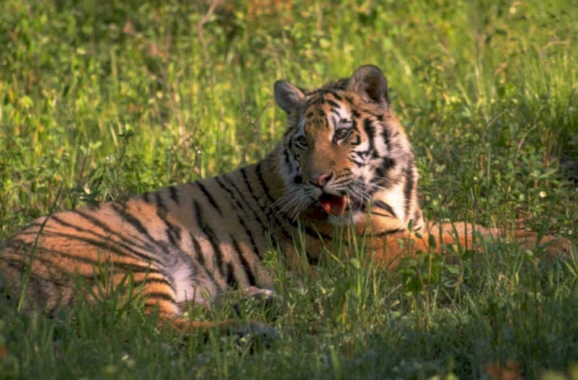 tiger cub grassland 1980s 1990s A4 Photo Print