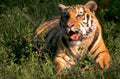 tiger cub habitat 1980s 1990s A4 Photo Print