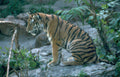 tiger cub jungle Vintage A4 Photo Print