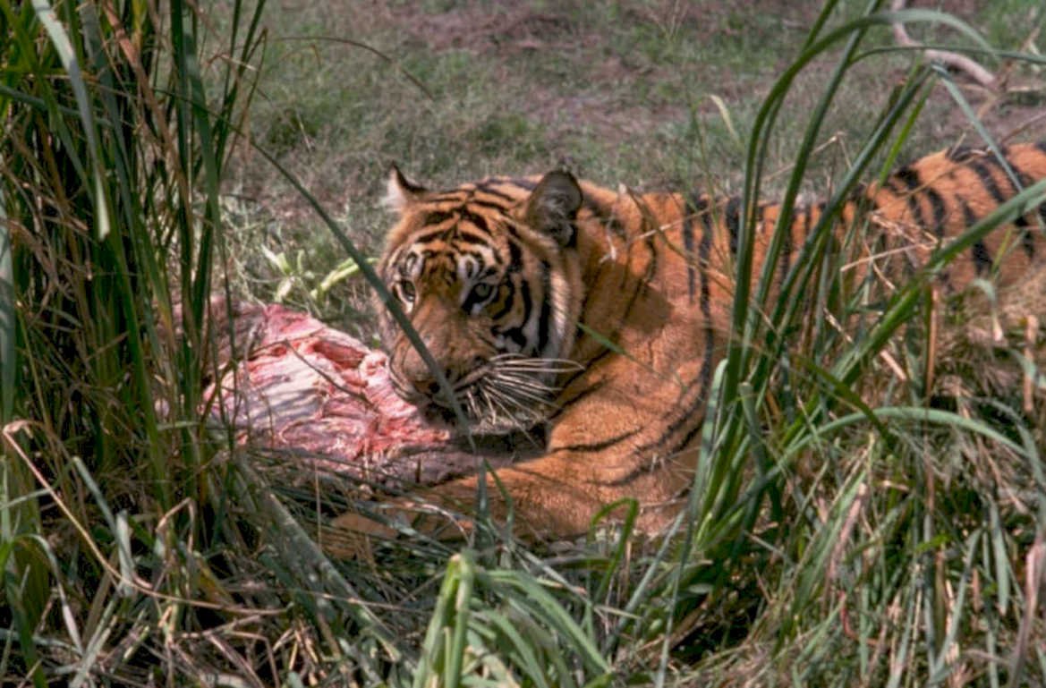 tiger deer carcass 1980s 1990s A4 Photo Print