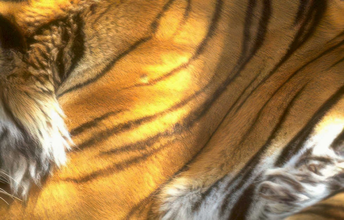 tiger flank stripes Vintage A4 Photo Print