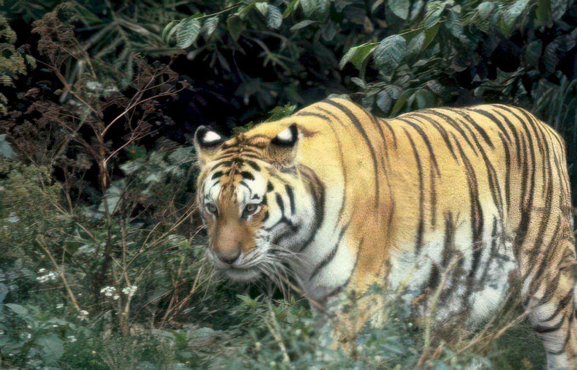tiger foliage jungle Vintage A4 Photo Print