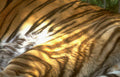 tiger golden hour Vintage A4 Photo Print