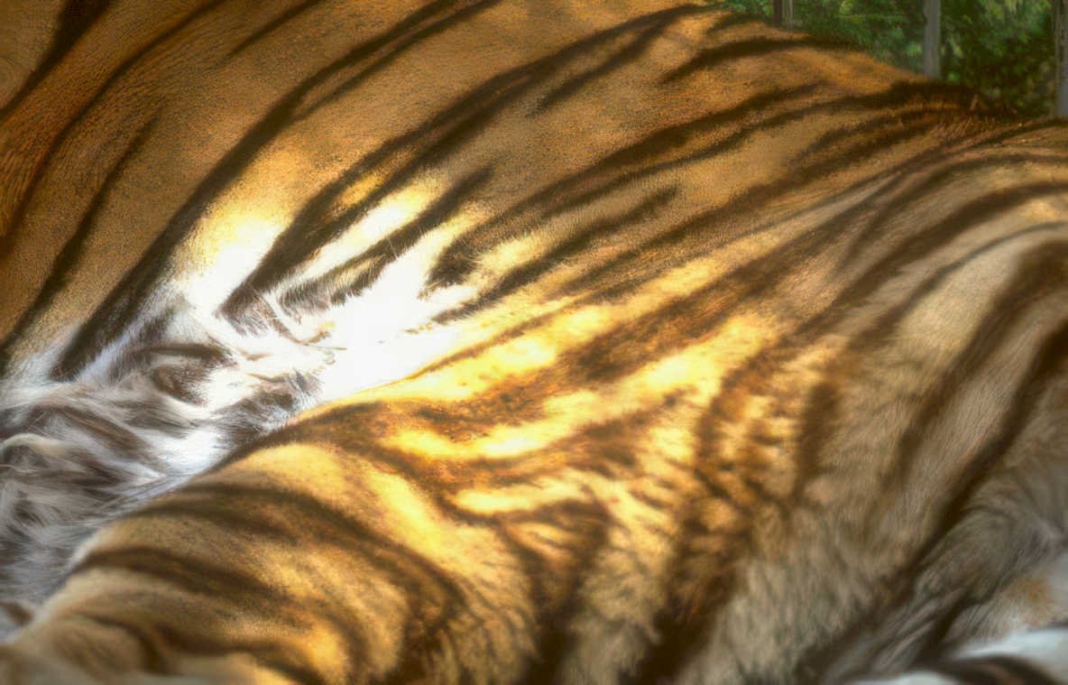 tiger golden hour Vintage A4 Photo Print