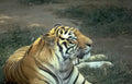 tiger grass enclosure Vintage A4 Photo Print